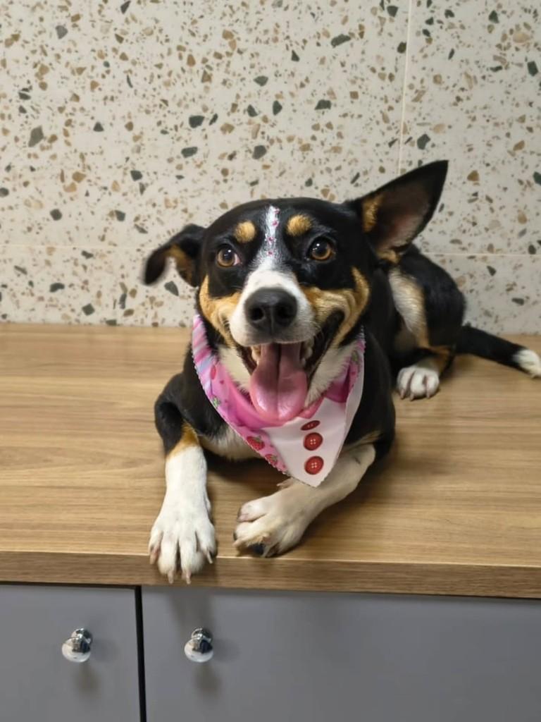 Maria, cadela de porte médio para adoção em Siderópolis - SC