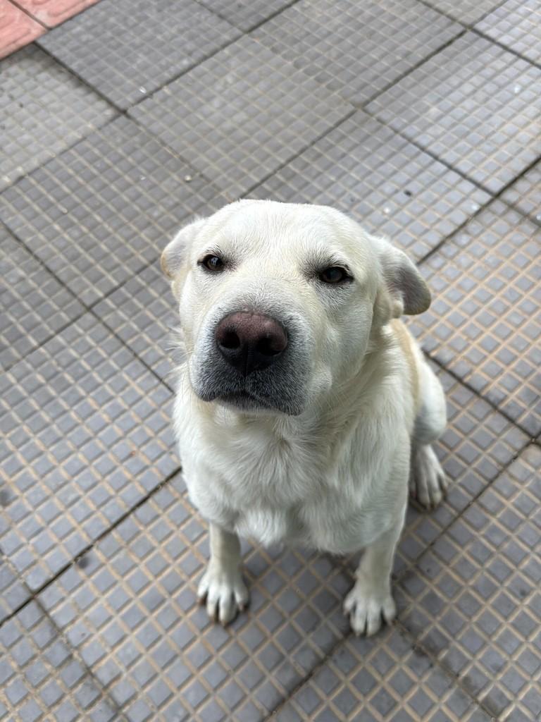 Pudim, cachorro de porte médio para adoção em Criciúma - SC