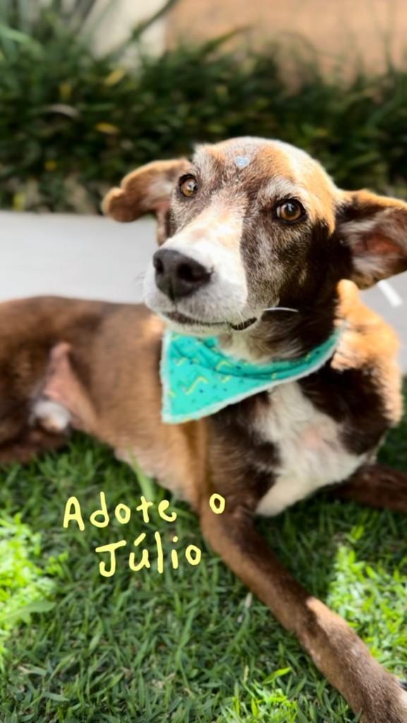 Júlio, cachorro de porte médio para adoção em Criciúma - SC
