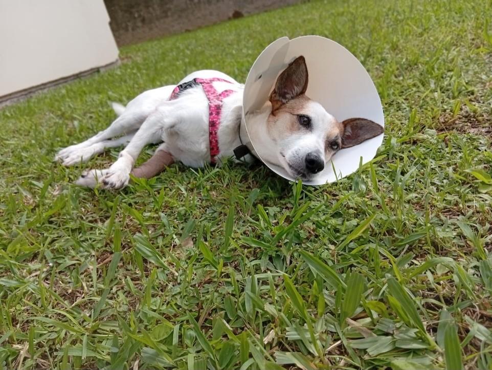 Clotilde, cadela de porte pequeno para adoção em Criciúma - SC