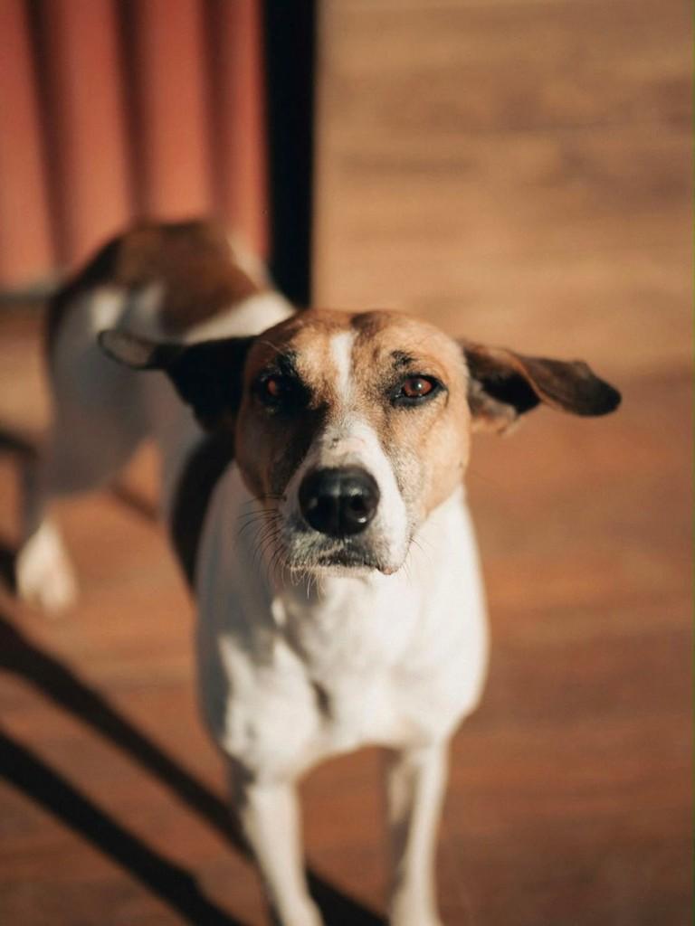 Mocca, cadela de porte grande para adoção em Criciúma - SC