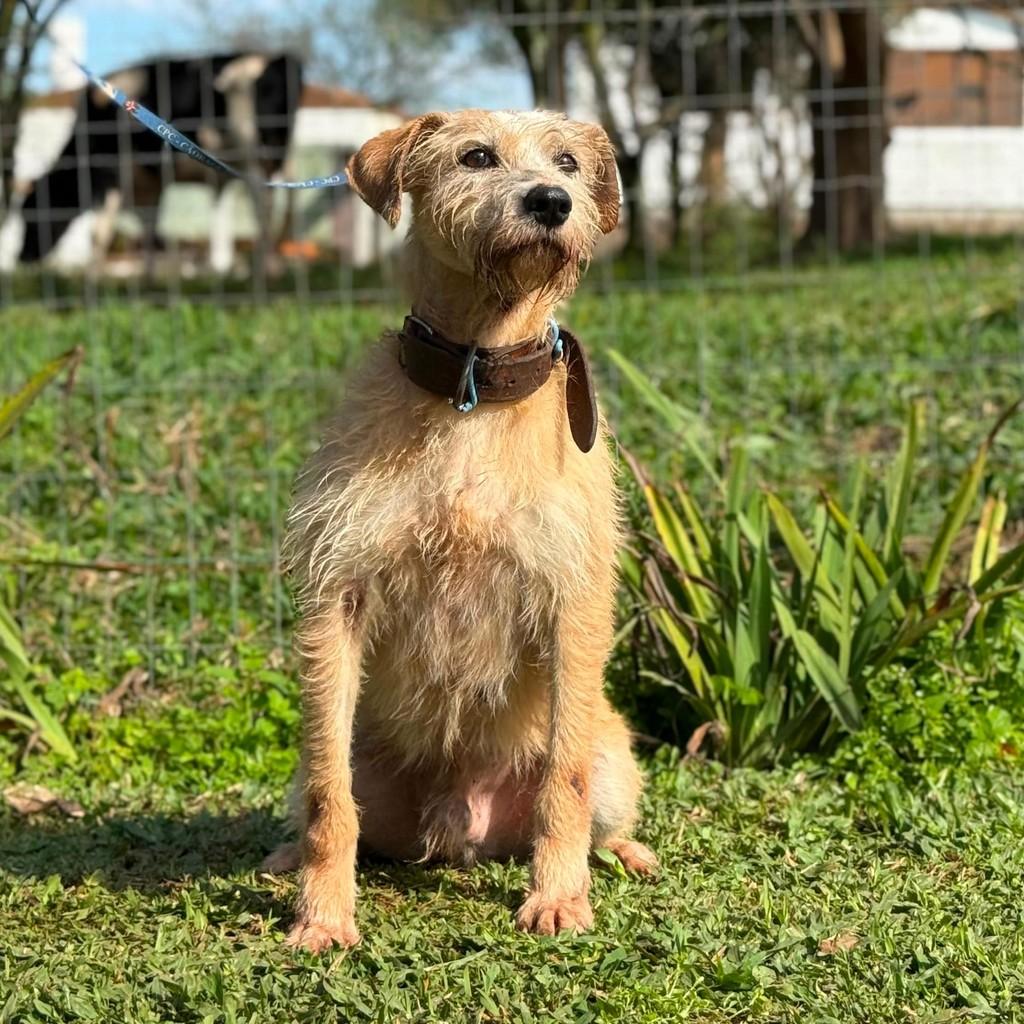 Fiapo, cachorro de porte médio para adoção em Criciúma - SC