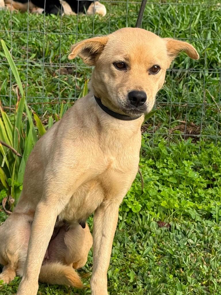 Ricota, cadela de porte médio para adoção em Criciúma - SC