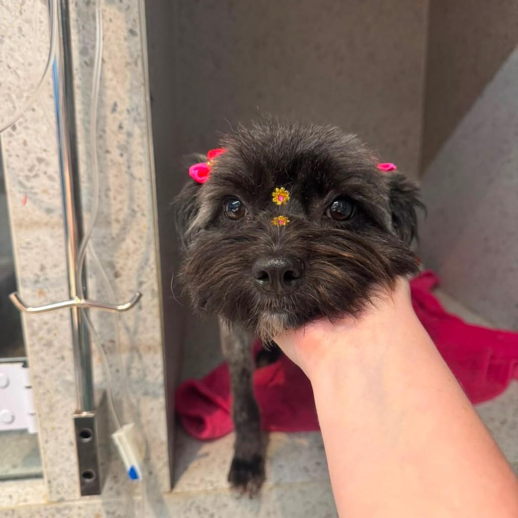 Molly, cadela de porte pequeno para adoção em Criciúma - SC