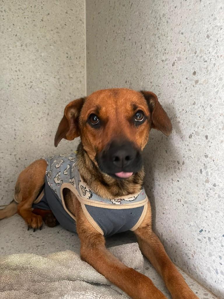 Analu, cadela de porte pequeno para adoção em Criciúma - SC — foto 2 de 2
