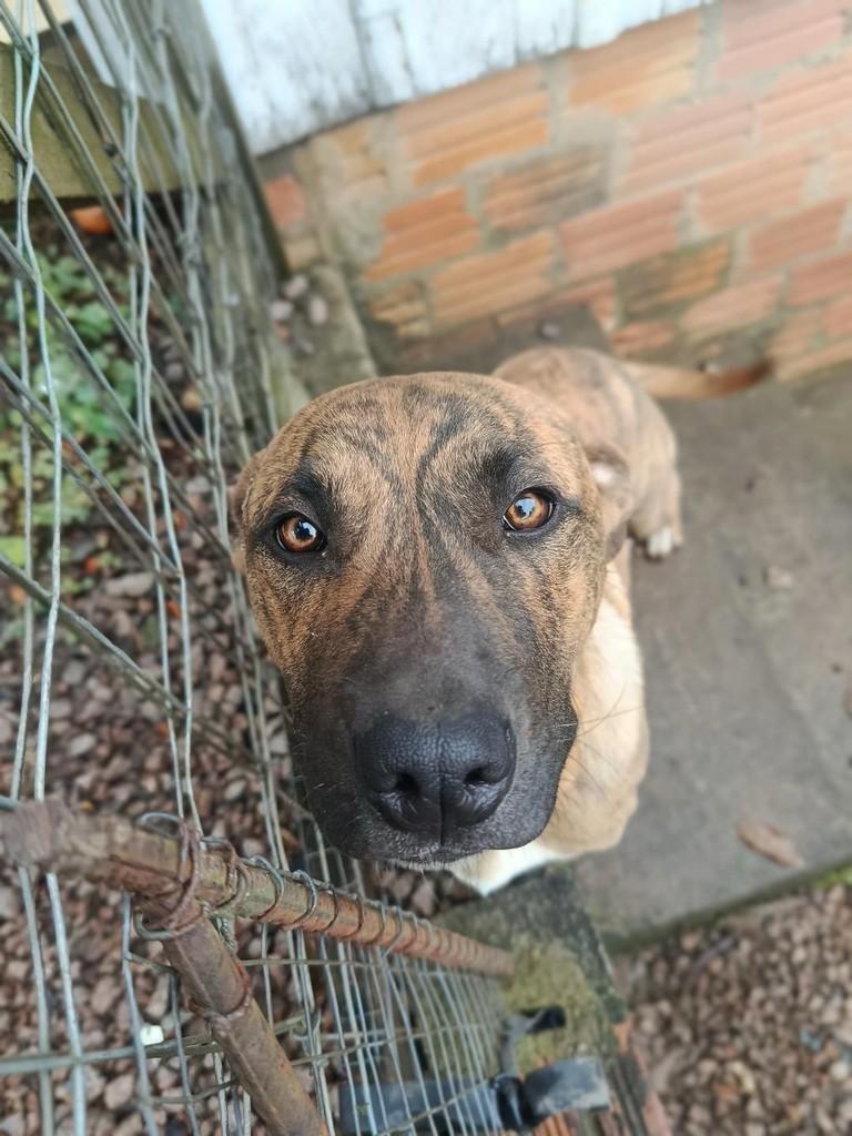 Spike, cachorro de porte médio para adoção em Criciúma - SC