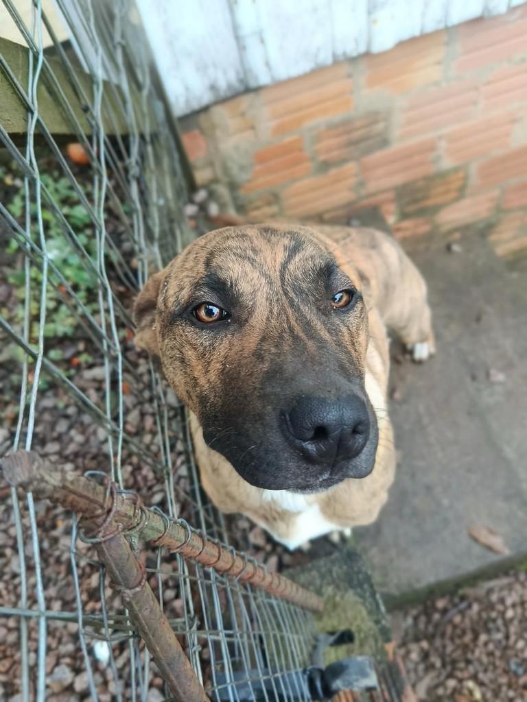 Spike, cachorro de porte médio para adoção em Criciúma - SC — foto 2 de 2
