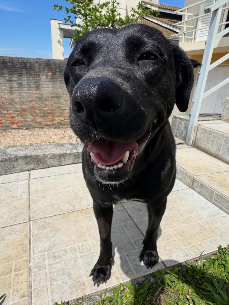 Pantera, cadela de porte médio para adoção em Criciúma - SC