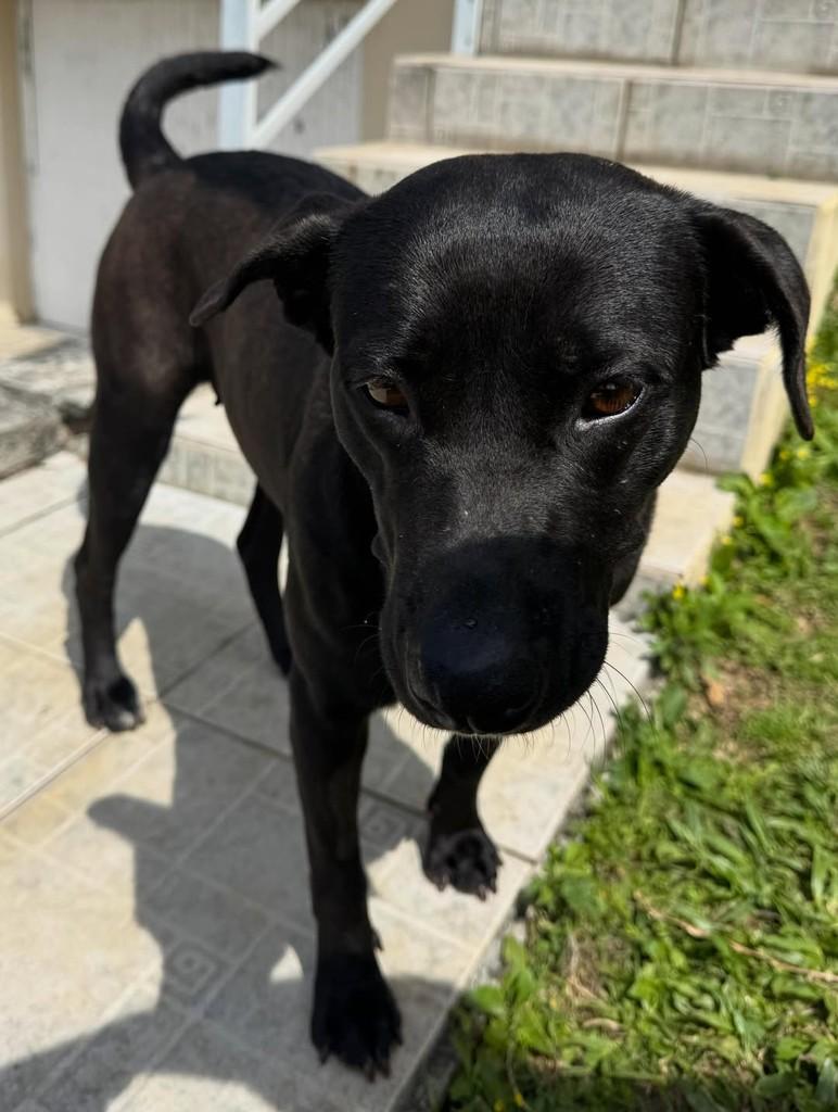 Pantera, cadela de porte médio para adoção em Criciúma - SC — foto 2 de 9