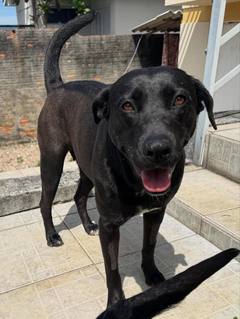 Pantera, cadela de porte médio para adoção em Criciúma - SC — foto 3 de 9