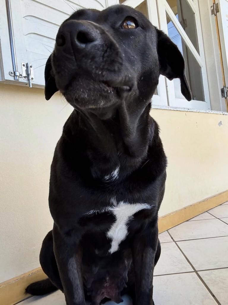 Pantera, cadela de porte médio para adoção em Criciúma - SC — foto 4 de 9