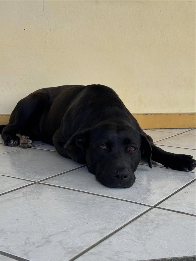 Pantera, cadela de porte médio para adoção em Criciúma - SC — foto 5 de 9