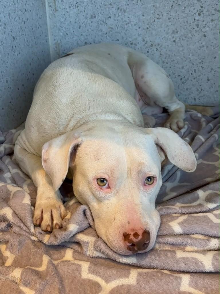 Jackson, cachorro de porte médio para adoção em Criciúma - SC