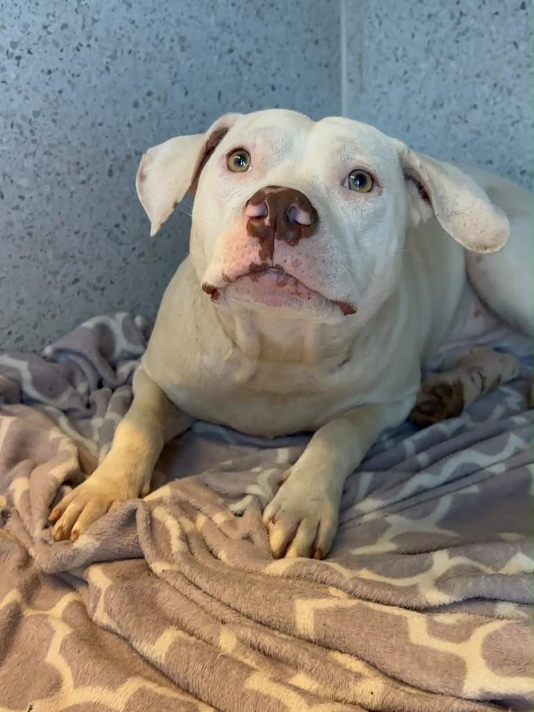 Jackson, cachorro de porte médio para adoção em Criciúma - SC — foto 2 de 4