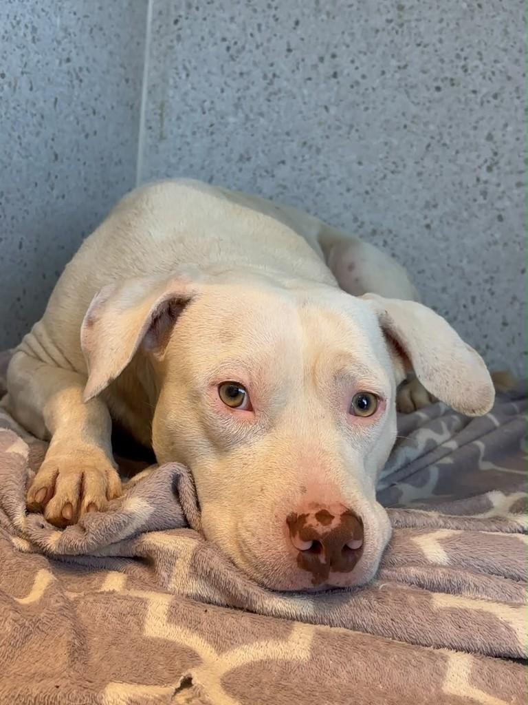 Jackson, cachorro de porte médio para adoção em Criciúma - SC — foto 3 de 4