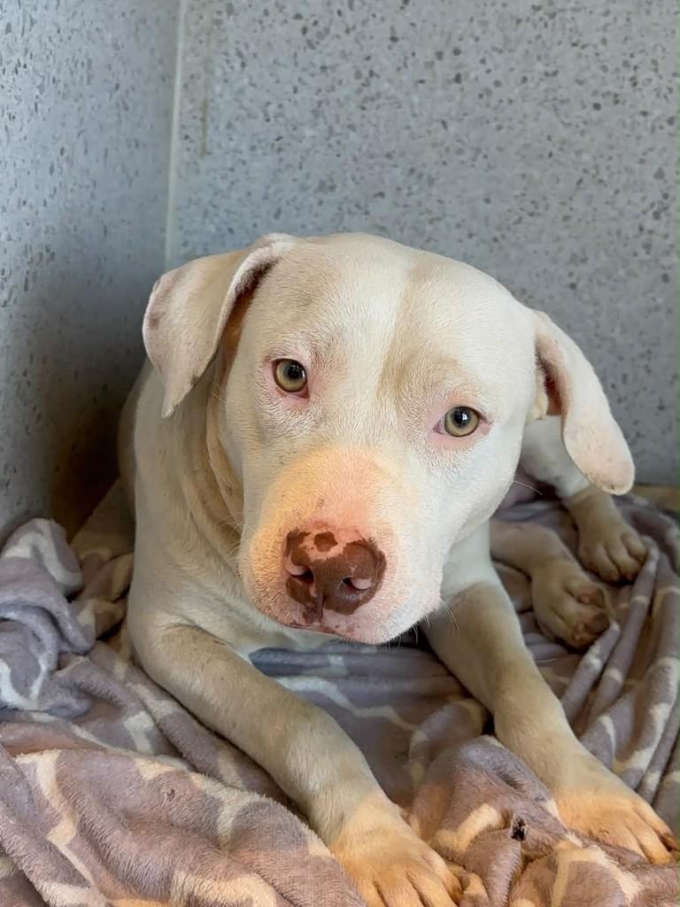 Jackson, cachorro de porte médio para adoção em Criciúma - SC — foto 4 de 4
