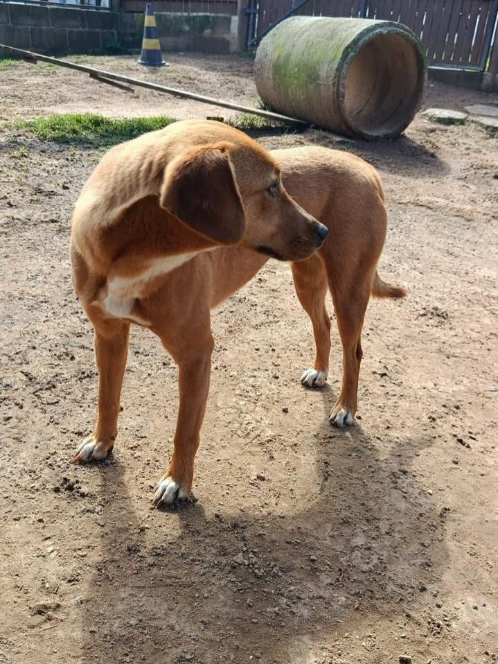 Carmela, cadela de porte médio para adoção em Criciúma - SC