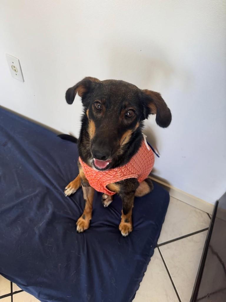 Lupita, cadela de porte médio para adoção em Criciúma - SC — foto 3 de 5