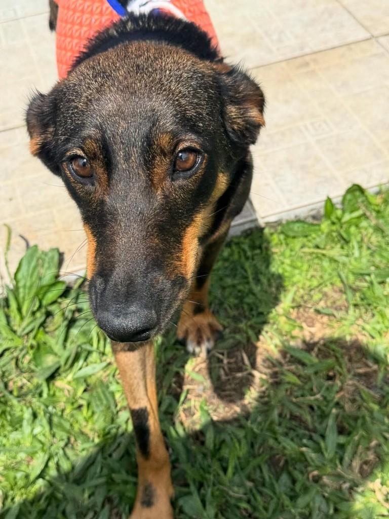 Lupita, cadela de porte médio para adoção em Criciúma - SC — foto 4 de 5
