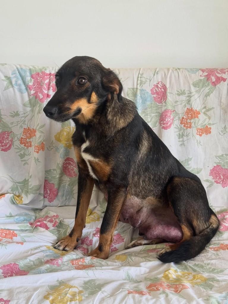 Lupita, cadela de porte médio para adoção em Criciúma - SC — foto 5 de 5