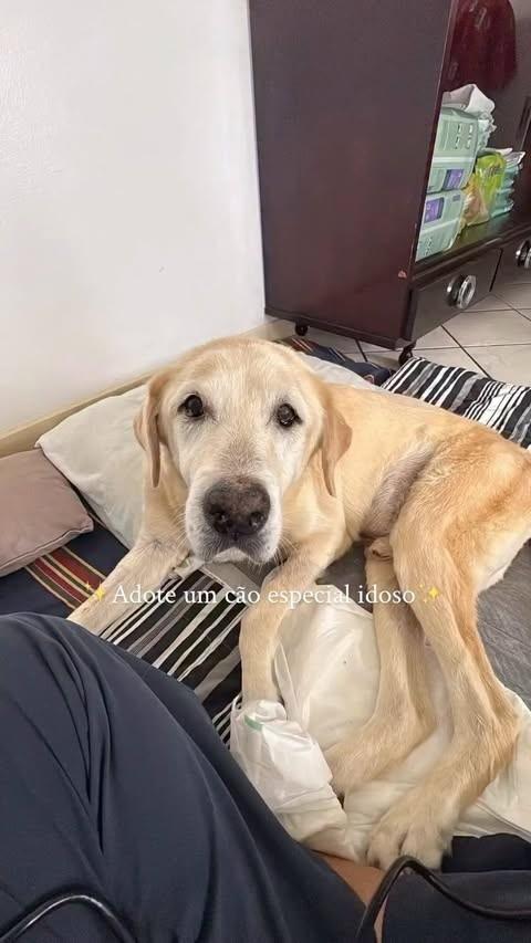 Aroldo, cachorro de porte médio para adoção em Criciúma - SC