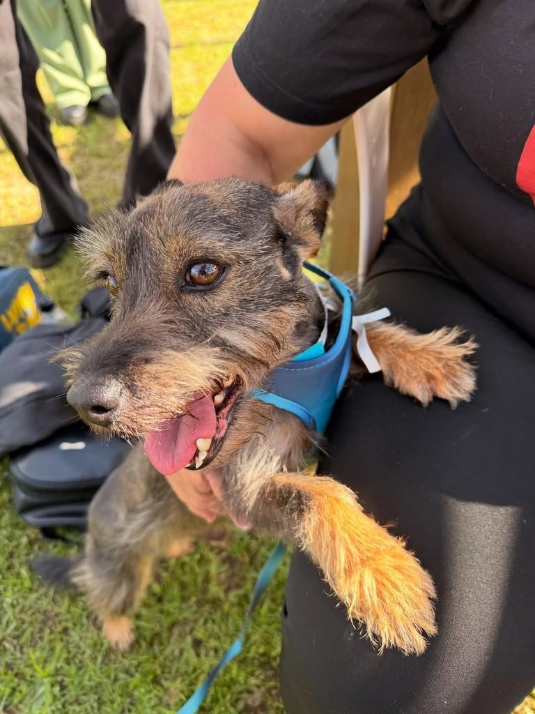 Billy, cachorro de porte pequeno para adoção em Criciúma - SC