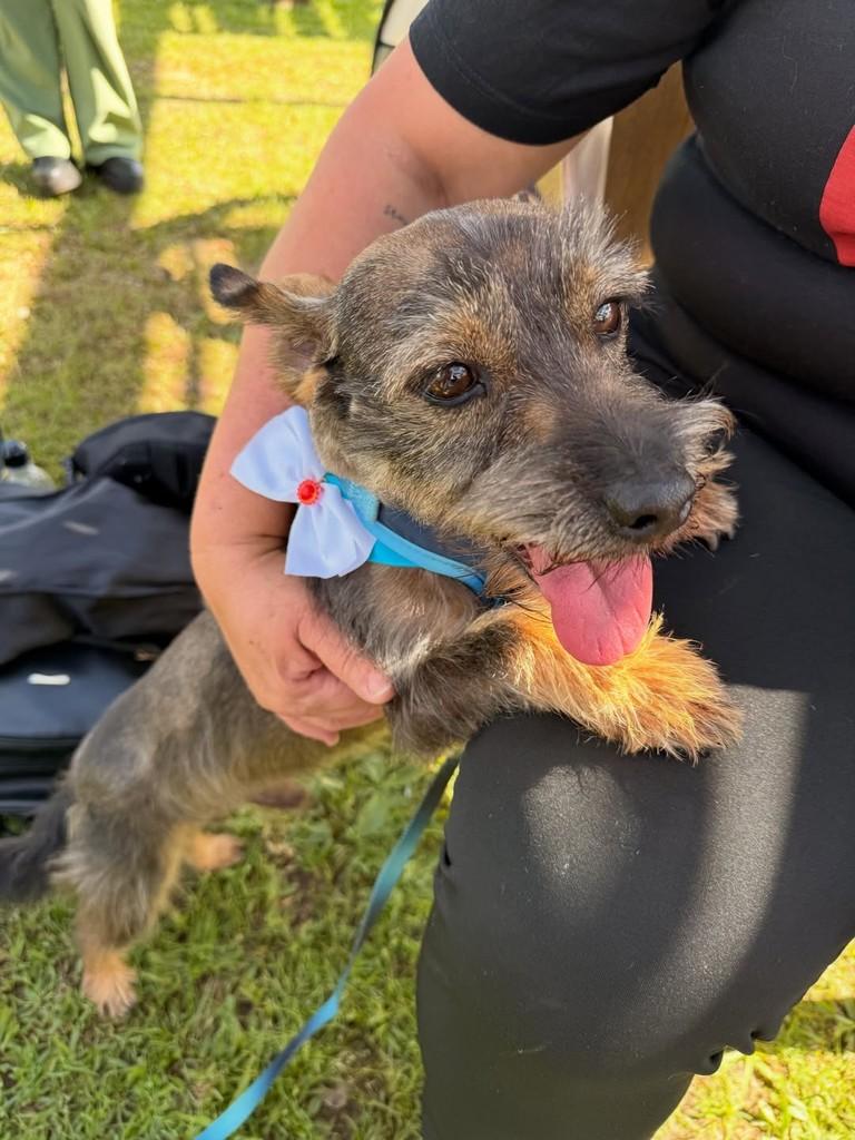 Billy, cachorro de porte pequeno para adoção em Criciúma - SC — foto 2 de 4