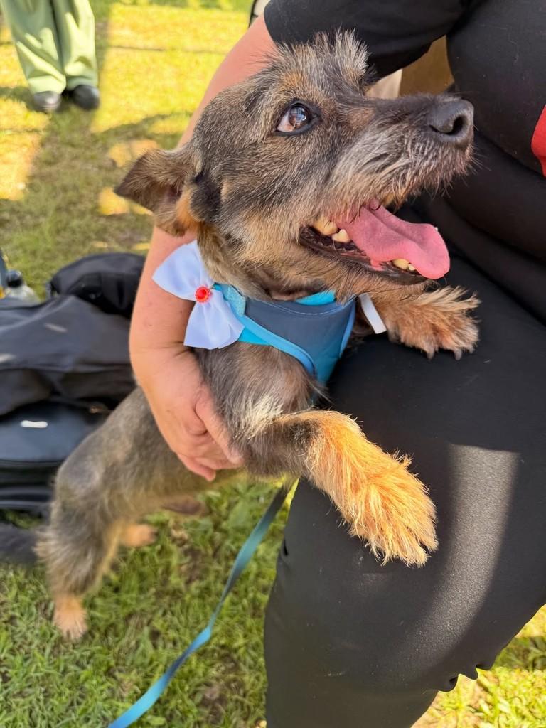 Billy, cachorro de porte pequeno para adoção em Criciúma - SC — foto 3 de 4