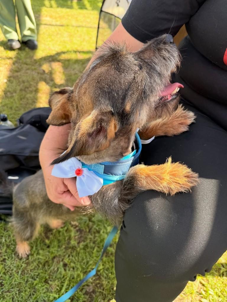 Billy, cachorro de porte pequeno para adoção em Criciúma - SC — foto 4 de 4
