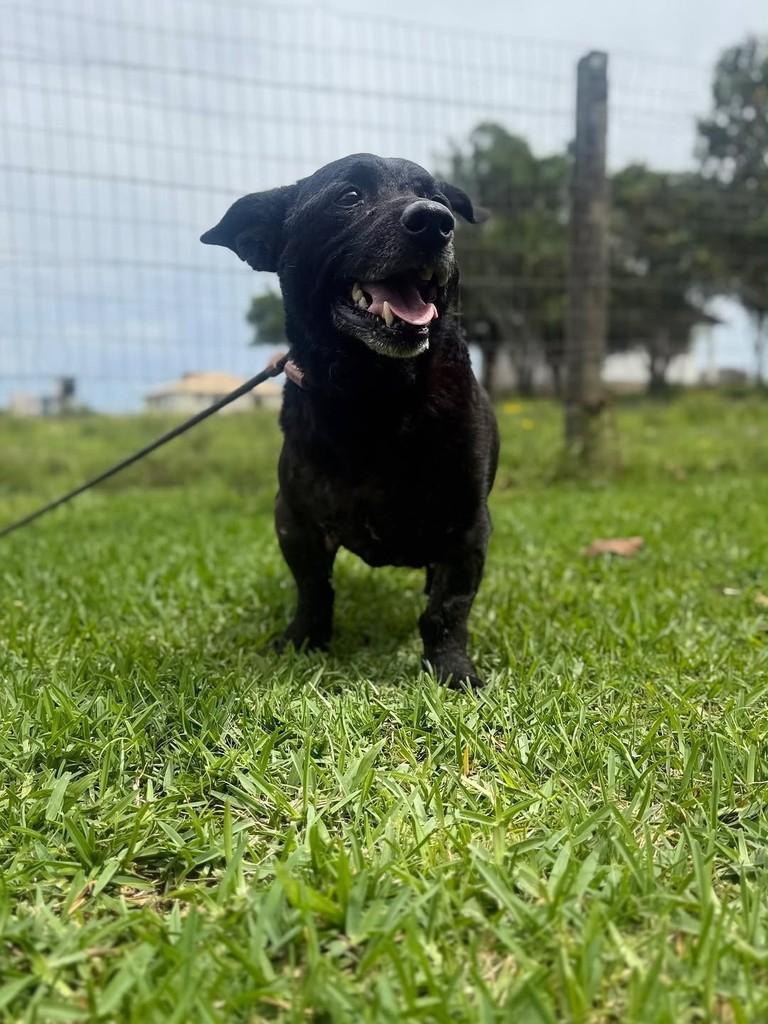 Adolfo, cachorro de porte pequeno para adoção em Criciúma - SC