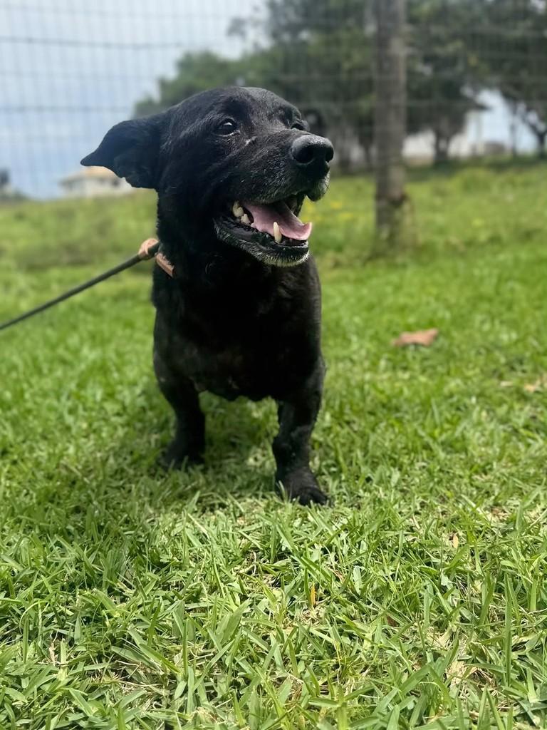 Adolfo, cachorro de porte pequeno para adoção em Criciúma - SC — foto 2 de 3