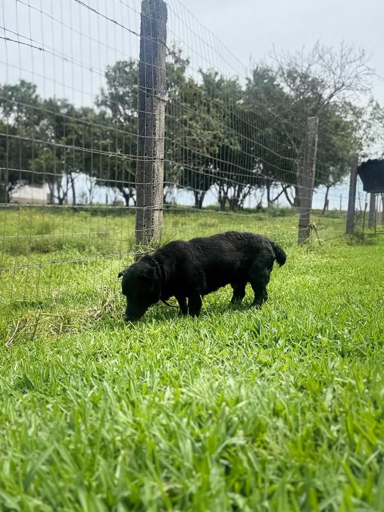 Adolfo, cachorro de porte pequeno para adoção em Criciúma - SC — foto 3 de 3