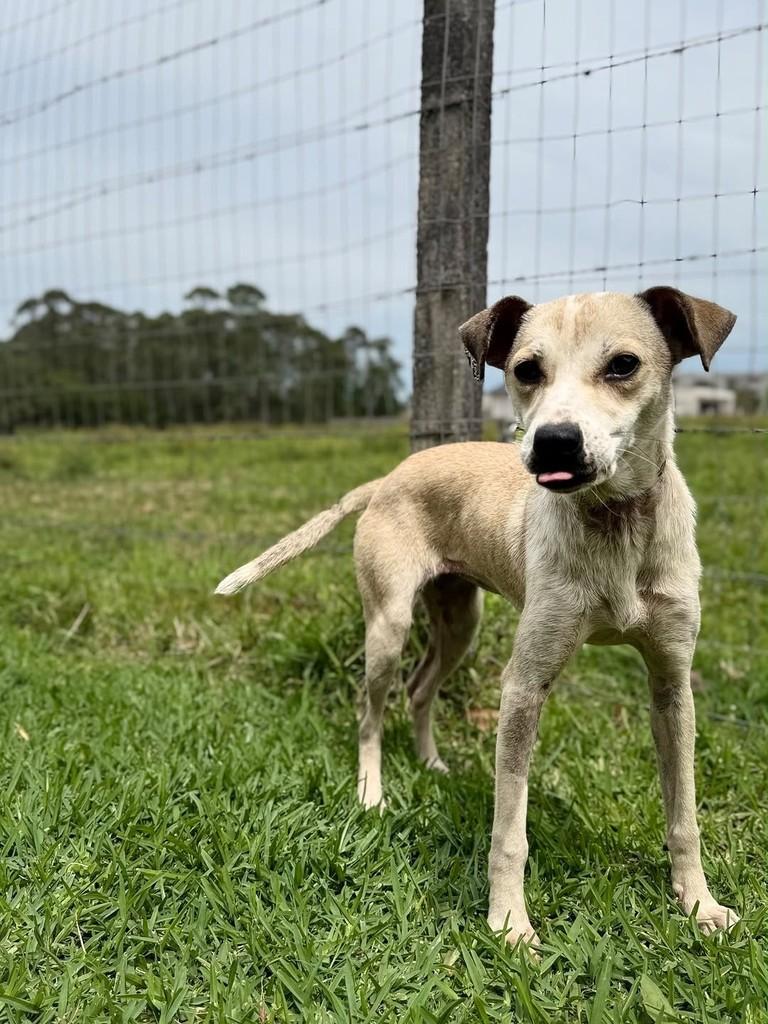 Clara, cadela de porte médio para adoção em Criciúma - SC