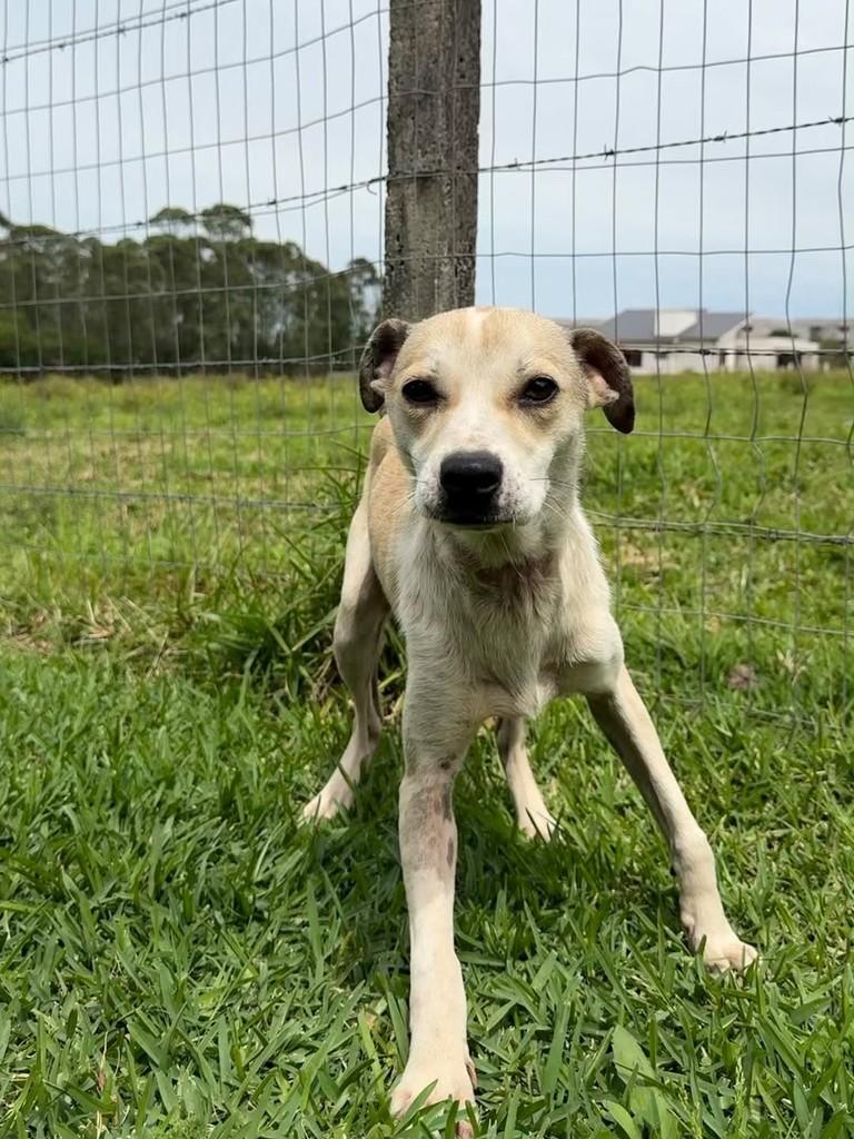 Clara, cadela de porte médio para adoção em Criciúma - SC — foto 2 de 3