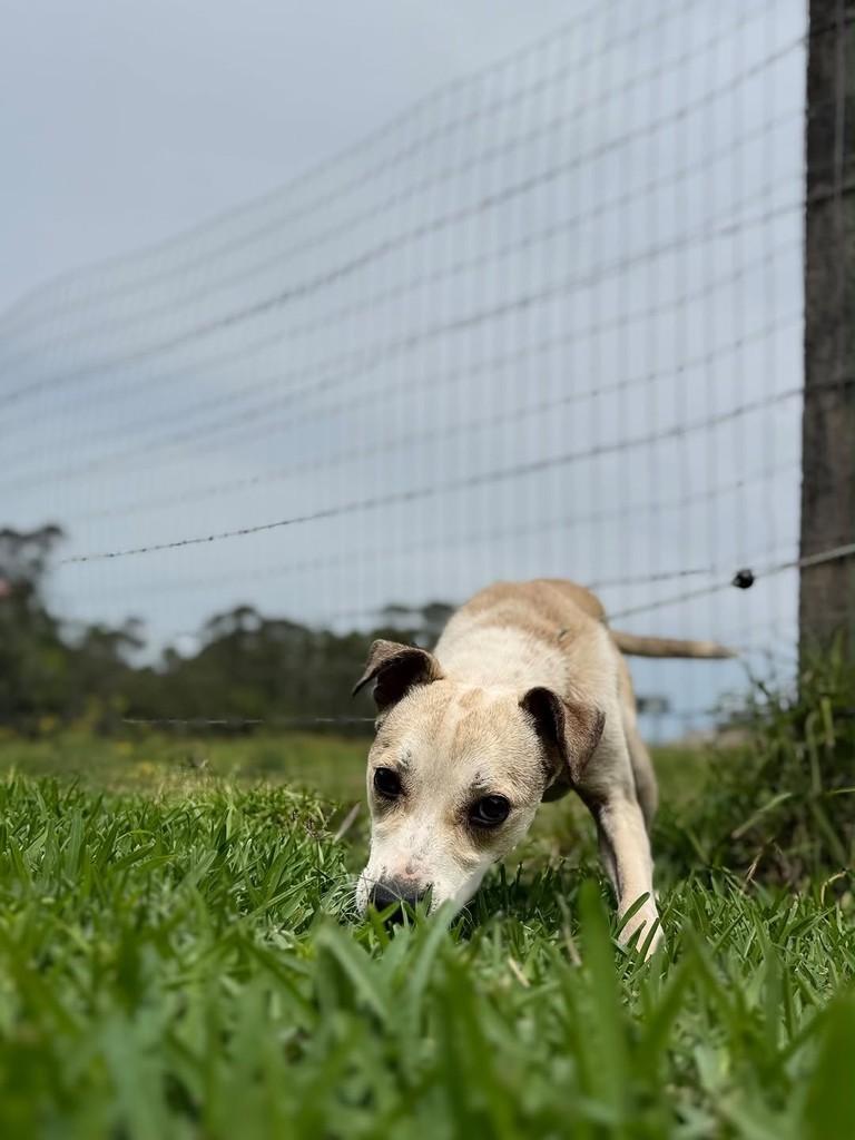 Clara, cadela de porte médio para adoção em Criciúma - SC — foto 3 de 3
