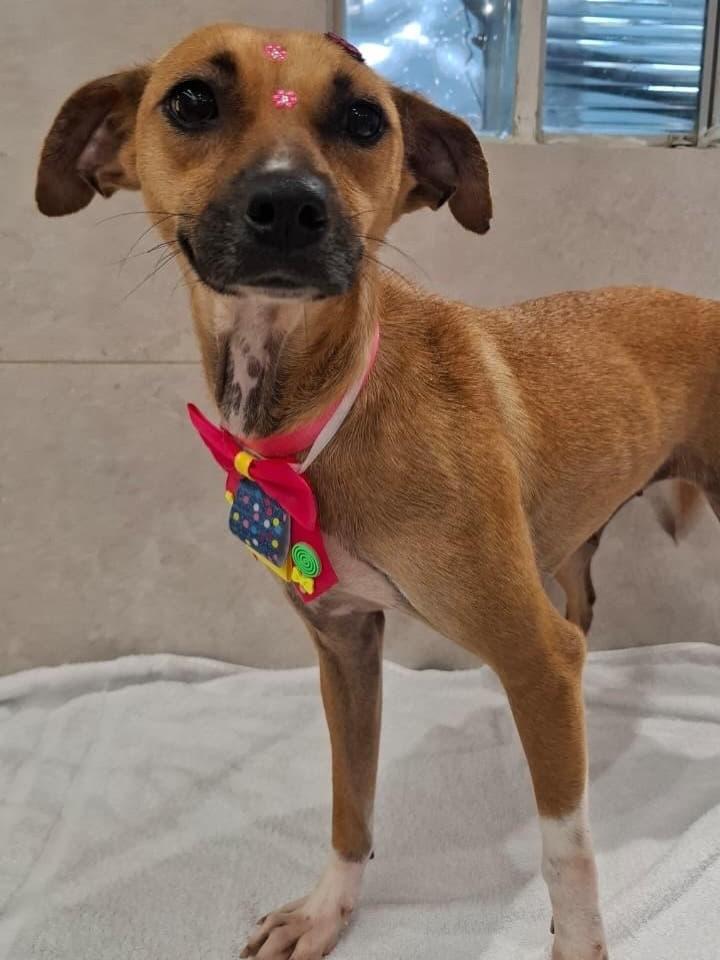 Judite, cadela de porte médio para adoção em Criciúma - SC