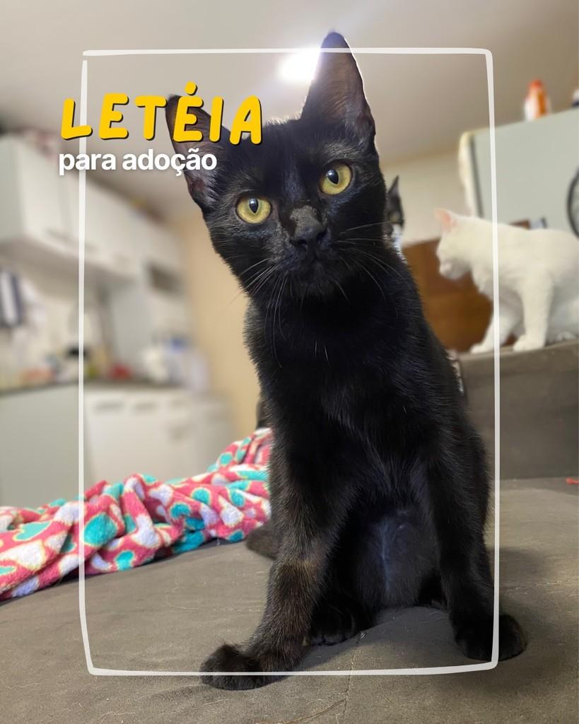 Letéia, gata de porte pequeno para adoção em Curitiba - PR