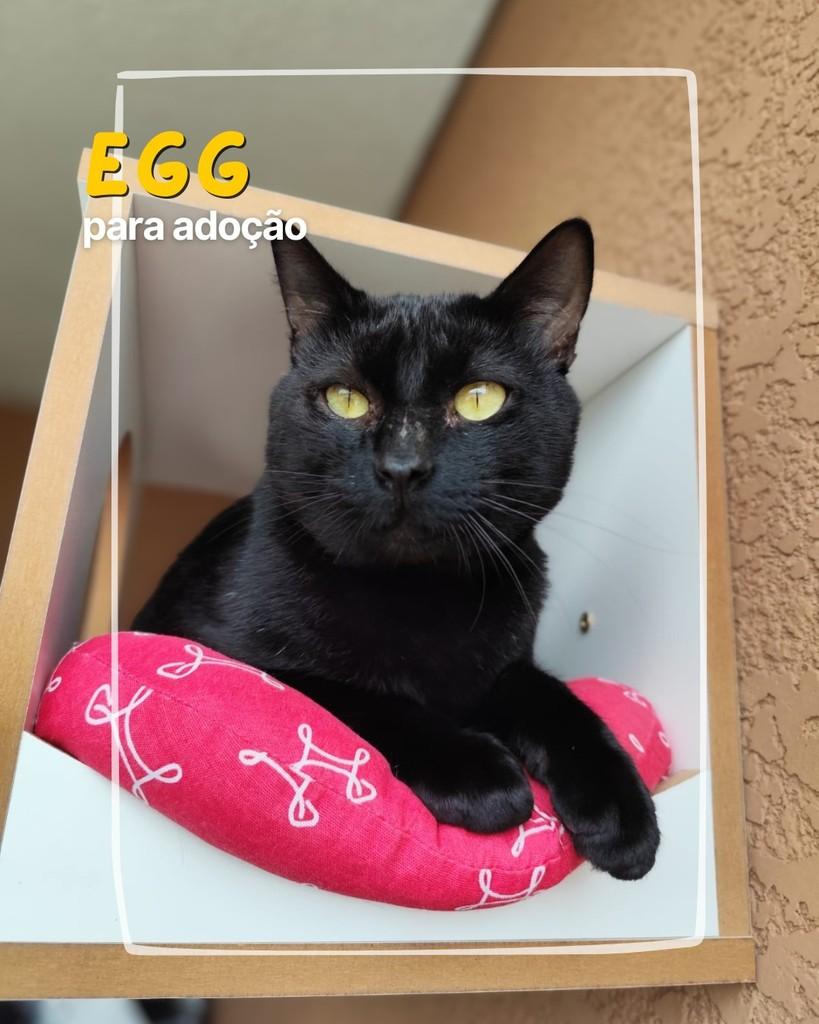 Egg, gato de porte grande para adoção em Curitiba - PR