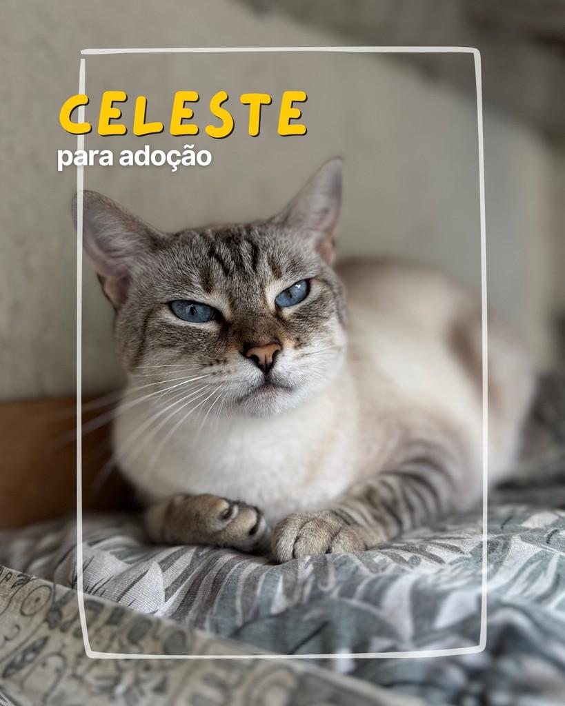 Celeste, gata para adoção em Curitiba - PR