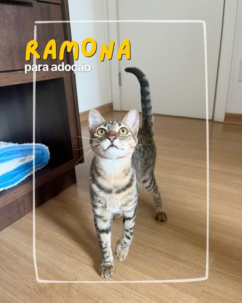 Ramona, gata de porte médio para adoção em Curitiba - PR
