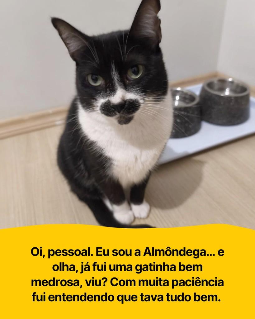 Almôndega, gata para adoção em Curitiba - PR