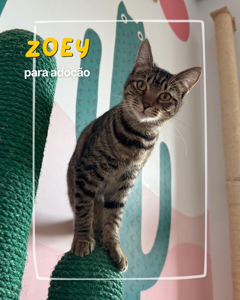 Zoey, gata de porte médio para adoção em Curitiba - PR