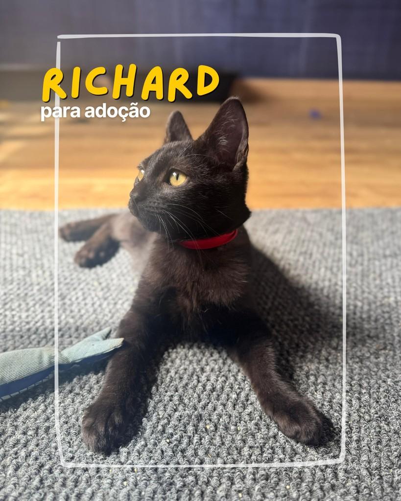 Richard, gato para adoção em Curitiba - PR