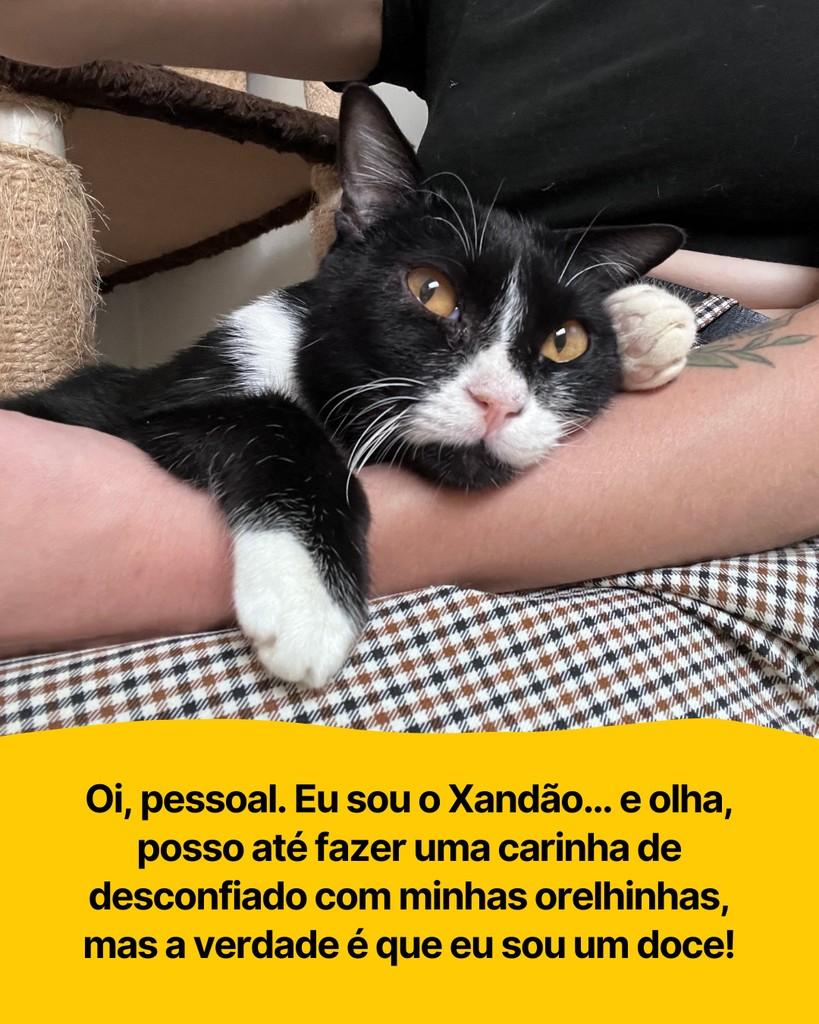Xandão, gato para adoção em Curitiba - PR