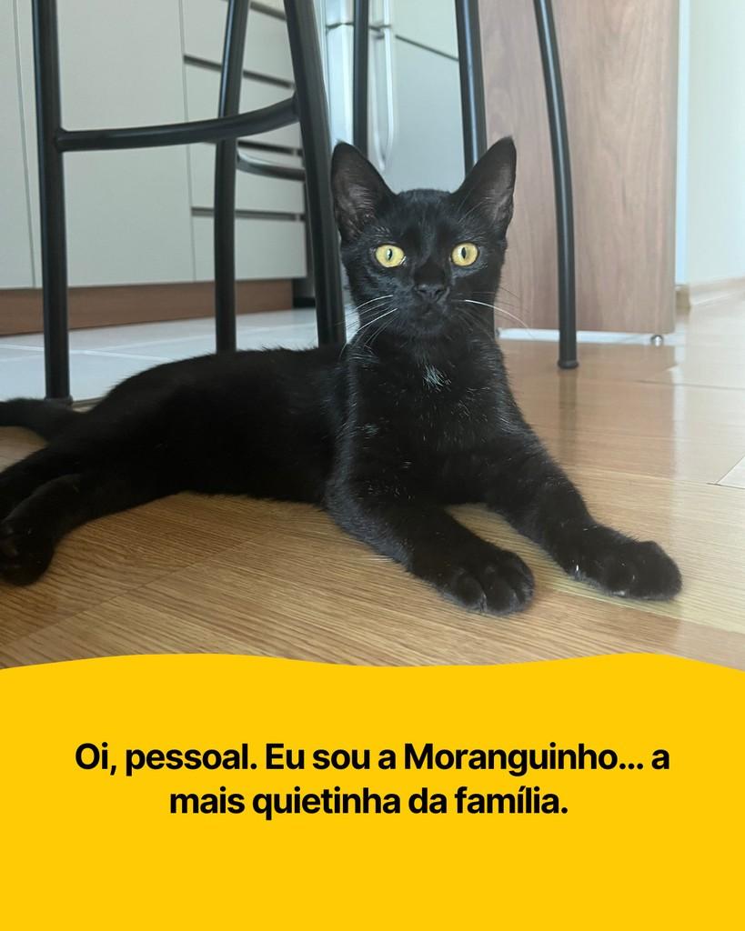 Moranguinho, gata para adoção em Curitiba - PR