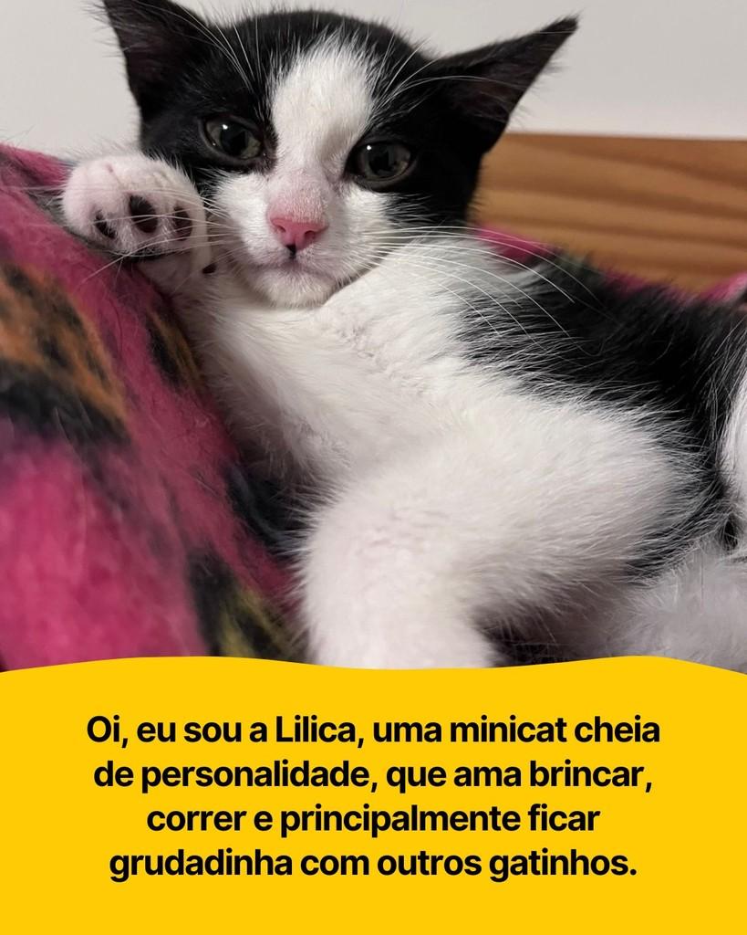 Lilica, gata de porte pequeno para adoção em Curitiba - PR