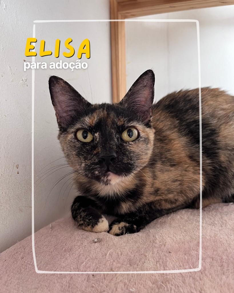 Elisa, gata de porte médio para adoção em Curitiba - PR