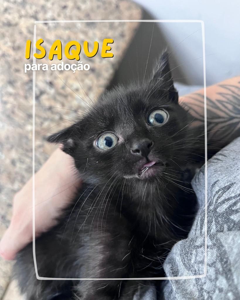 Isaque, gato para adoção em Curitiba - PR