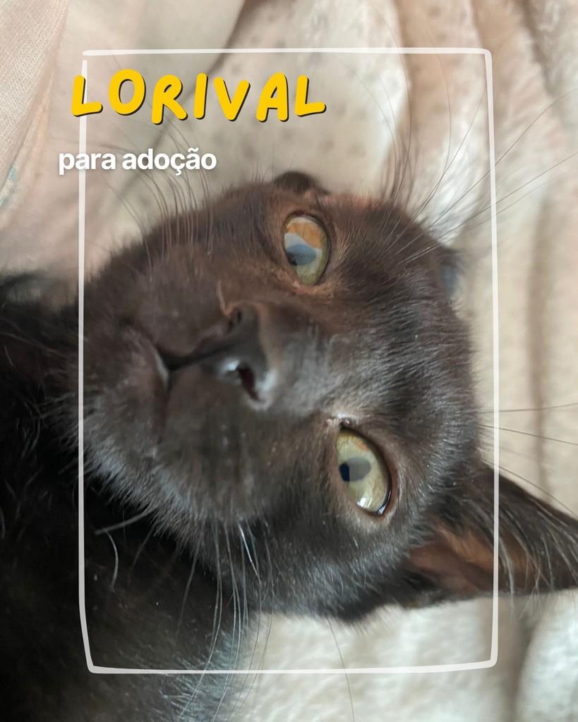 Lorival, gato para adoção em Curitiba - PR