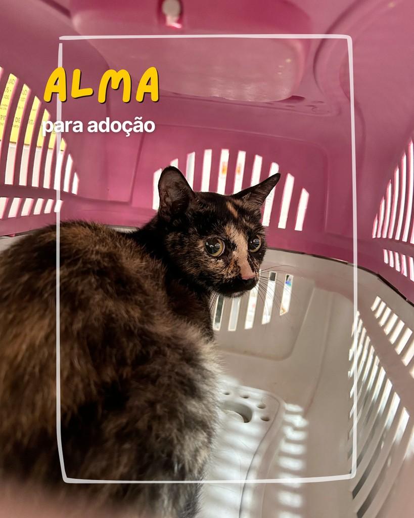 Alma, gata para adoção em Curitiba - PR
